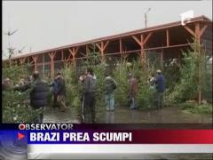 Brazii de Craciun, prea scumpi