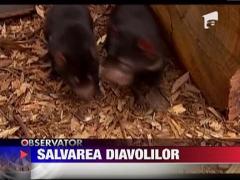 Diavolii tazmanieni au o sansa la viata