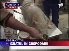 Ignatul in gospodarii