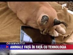 Animalele fata in fata cu tehnologia
