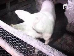Descinderi la hotii de animale din Dambovita si Prahova