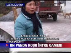 Un panda rosu, oaspete inedit pentru o familie de chinezi