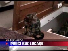 Doua pisici buclucase