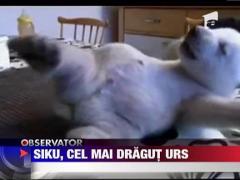 Siku, cel mai dragut urs