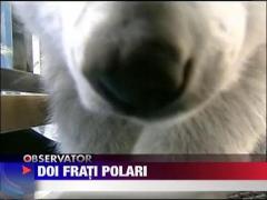 Cei mai dragalasi ursi polari