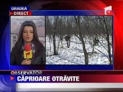 Caprioare otravite cu pesticid!