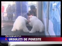 Doi ursuleti polari fac senzatie in China