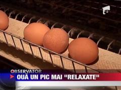 Ouale de gaini stresate, interzise in Romania ‎