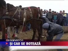 Caii, botezati de Boboteaza