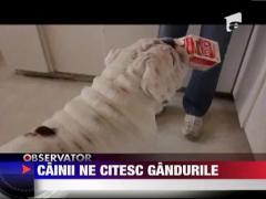 Cainii ne citesc gandurile
