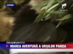 Ursi panda eliberati in salbaticie