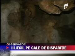 Liliecii, pe cale de disparitie