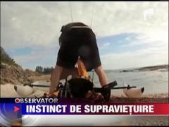 Caine salvat din Golful Mexic la cateva minute dupa decesul stapanei sale