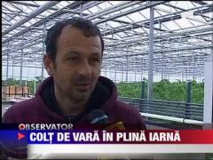 Bihor: Rosii romanesti in plina iarna