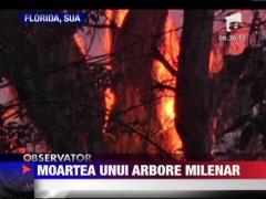Unul dintre cei mai batrani chiparosi a ars