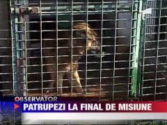 Caini demisi de reprezentantii IPJ