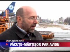 Vacute pe post de martisor