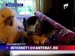 Tandreturi intre un papagal si o pisica