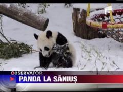 Urs panda la sanius