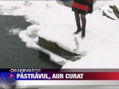 Crescatoriile de peste, mine de aur