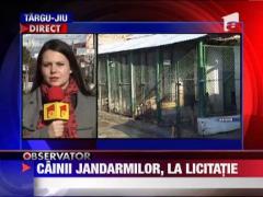 Cainii jandarmilor scosi la licitatie