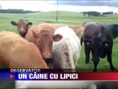 Caine cu lipici la vaci