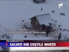 Peste 200 de caini sunt ingropati de vii sub zapada la adapostul Glina