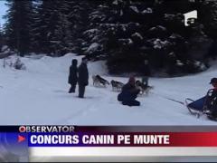 Concurs canin pe munte