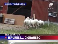 Suedia: Un iepure mane oile la stana