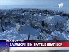 Sute de caini salvati de detinuti
