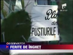 Plante exotice din Cluj-Napoca ferite de inghet