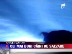 Cei mai buni caini de salvare