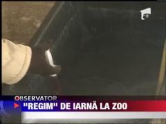 "Regim" de iarna la gradina zoologica