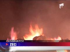 Zeci de oi arse de vii