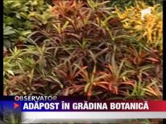 Iesenii se adapostesc de ger in gradina botanica