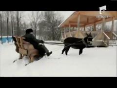 Vladimir Jirinovski isi face campanie electorala cu un magar