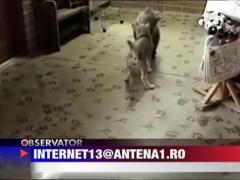 Partener de joaca inedit