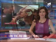 Un tigru de la o gradina zoologica din Marea Britanie face furori pe internet