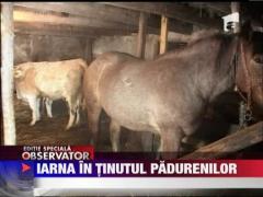 Iarna in tinutul padurenilor