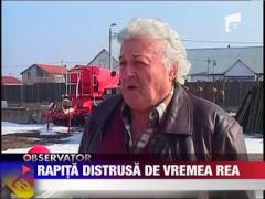 Cultivatorii de rapita au ramas fara o parte din recolta