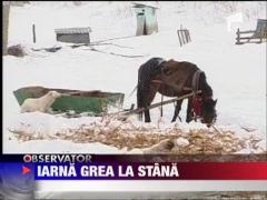 Iarna grea pentru ciobani