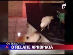 Un papagal hraneste un caine cu chips-uri