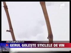 Culturile de vita de vie, compromise din cauza zapezilor si a gerului