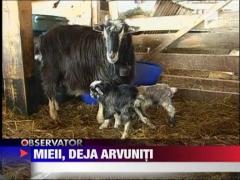 Rezervari pentru friptura de Paste chiar inainte ca mielul sa se nasca