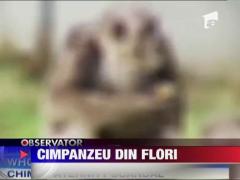 Cimpanzeu din flori