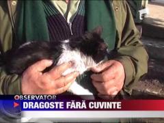 Dragoste fara cuvinte intre un pisoi si o catelusa