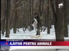 Ajutor pentru animale