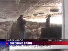 Noi standarde pentru crescatorii de porci