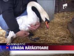 Lebada ratacitoare