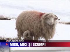 Mieii de paste, mici si scumpi